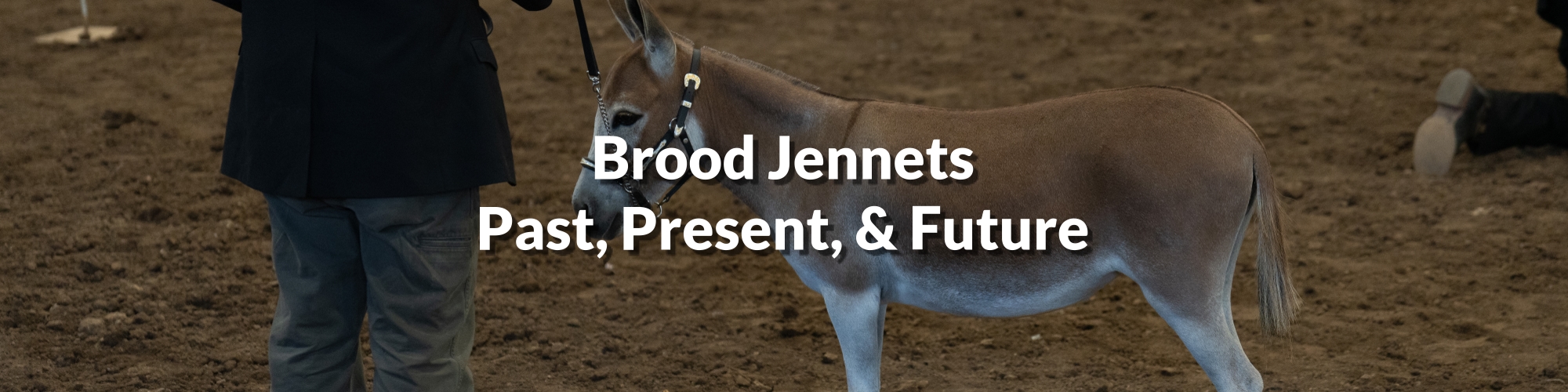 Appalachian Farmstead - Breeding Stock Brood Jennets