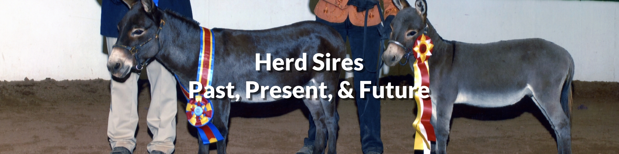 Appalachian Farmstead - Breeding Stock Herd Sires