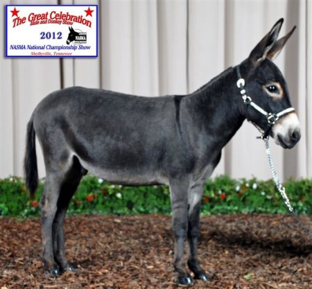 Appalachian Farmstead's Admiral Farragut