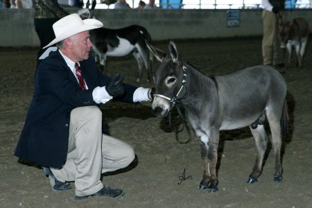 Appalachian Farmstead's Andrew Jackson