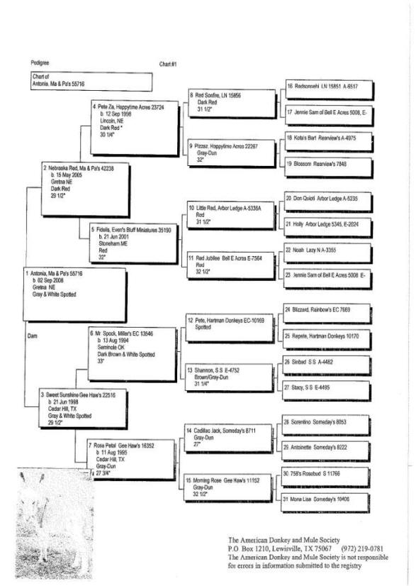 Antonia's Pedigree