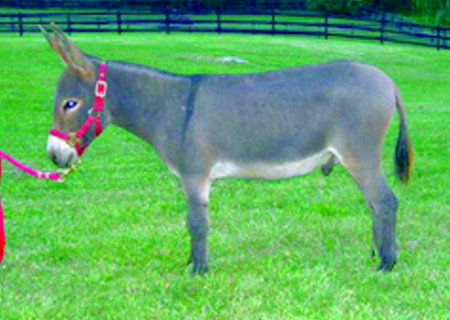 Appalachian Farmstead's A.P. Carter