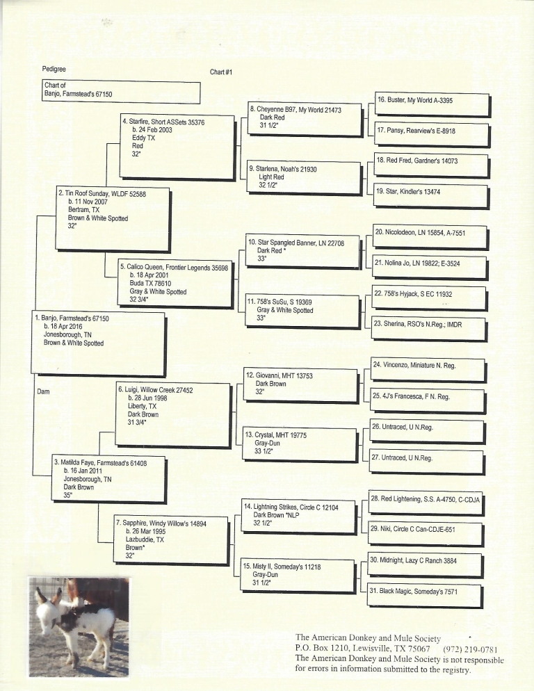 Banjo's Pedigree