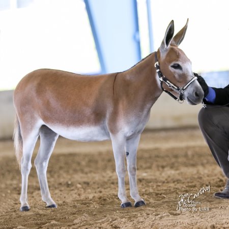 Appalachian Farmstead's Cinna