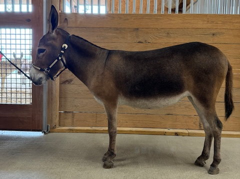 Appalachian Farmstead's Dixie Lee