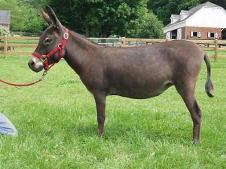 Appalachian Farmstead's Kitty Canutt