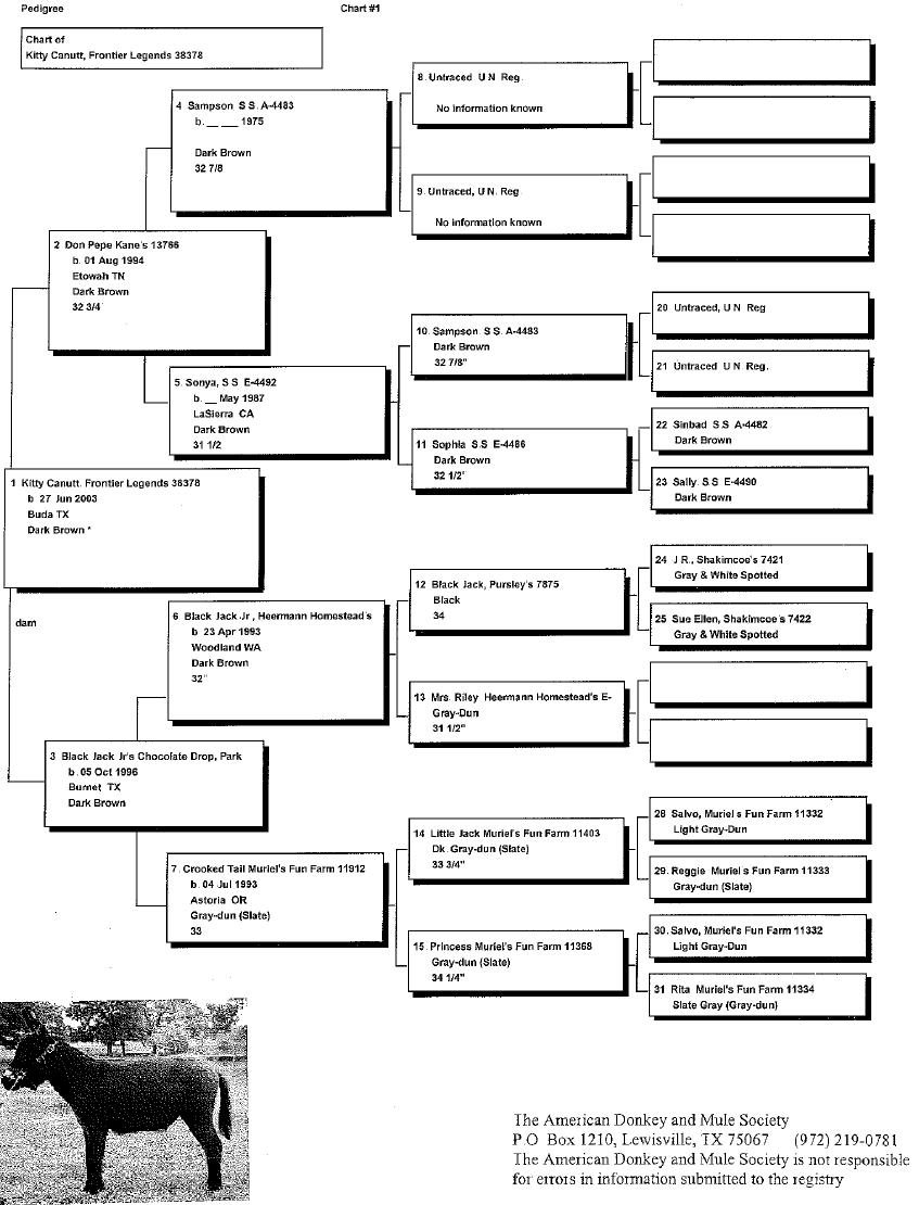 Kitty's Pedigree
