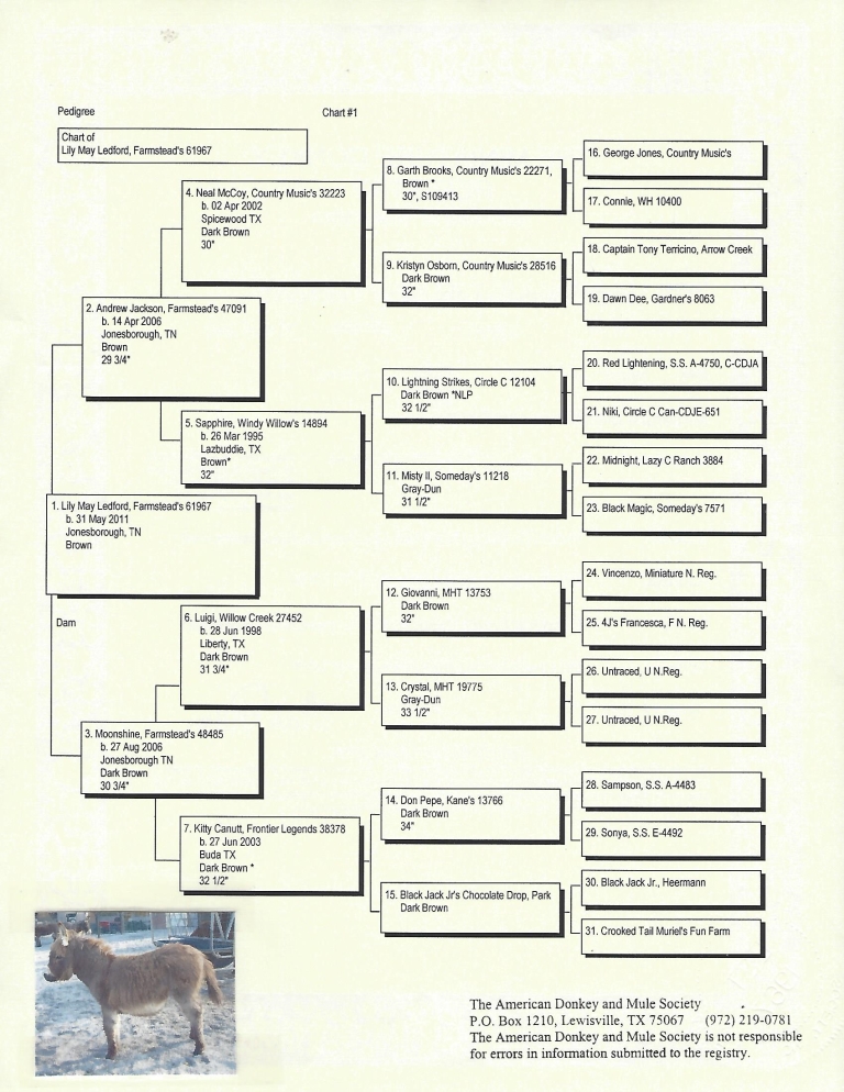Lily's Pedigree