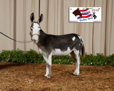 Appalachian Farmstead's Molly O'Day