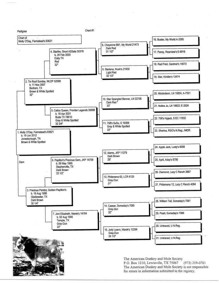Molly's Pedigree