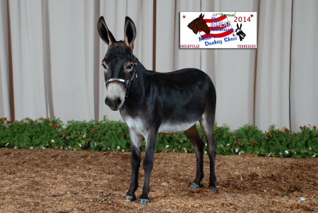 Appalachian Farmstead's Moonpie