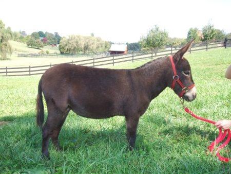 Appalachian Farmstead's Moonshine