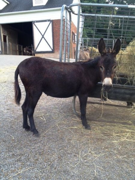 Appalachian Farmstead's Nanny