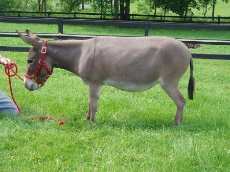Appalachian Farmstead's Precious Emerald