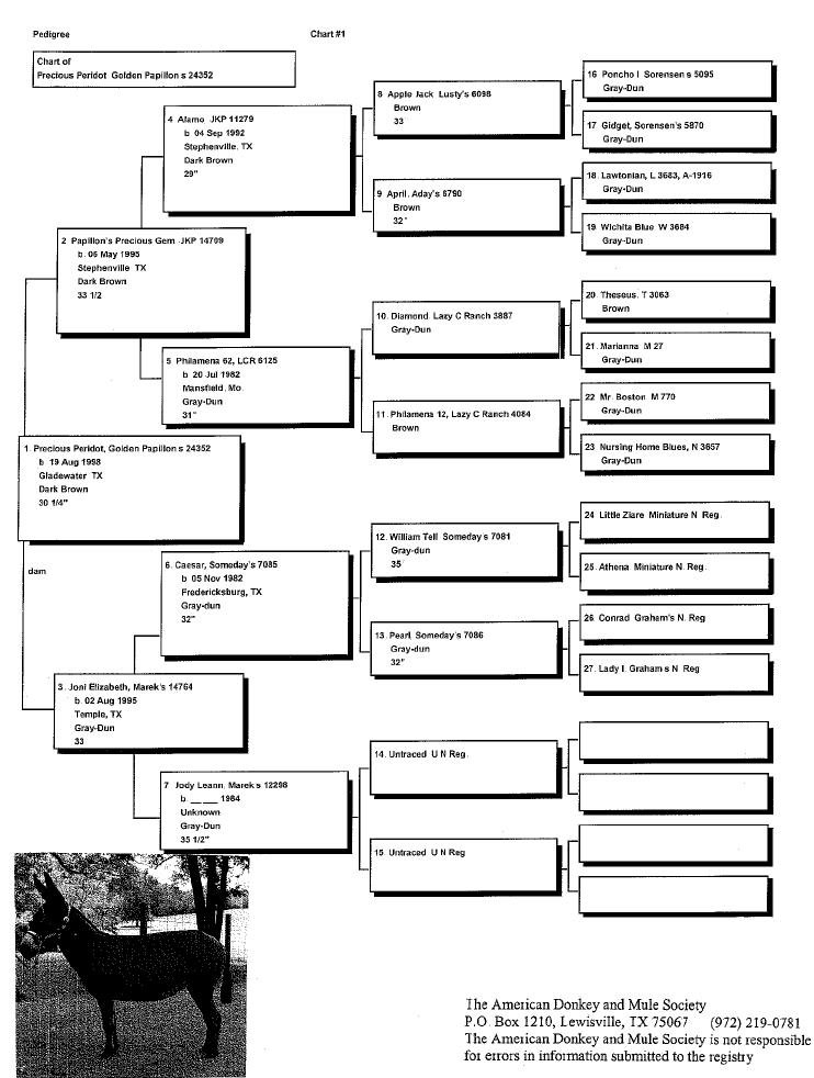 Dottie's Pedigree