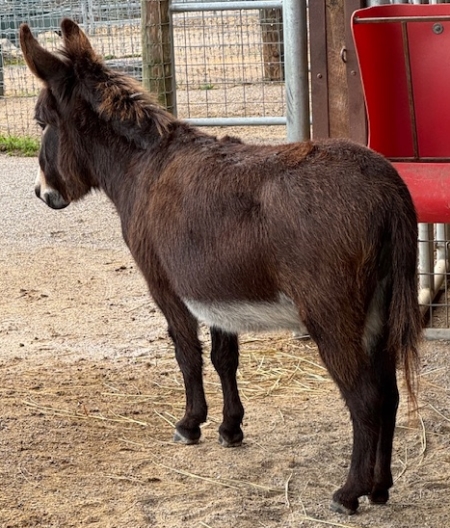 Dee's Shez Pretty Foxy