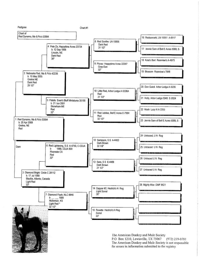 Dynamo's Pedigree
