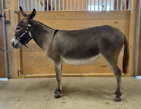Appalachian Farmstead's Ruby Iris