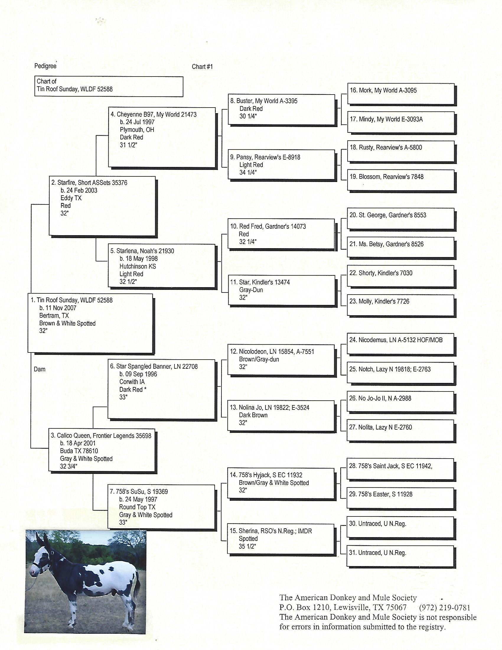 Tin Roof's Pedigree