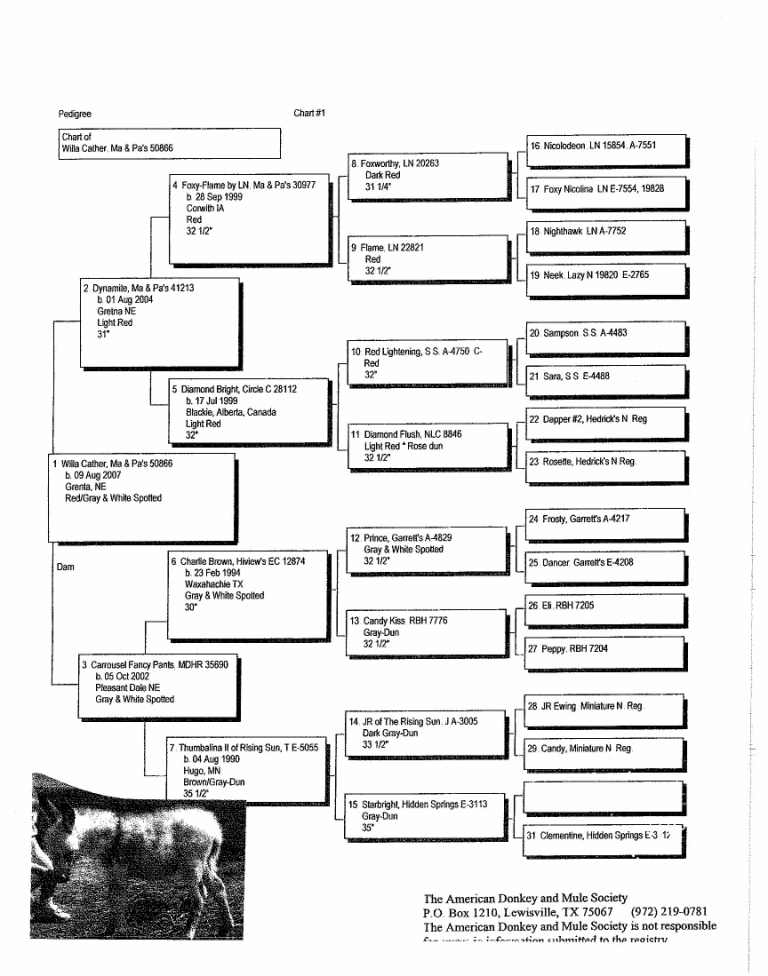 Willa's Pedigree