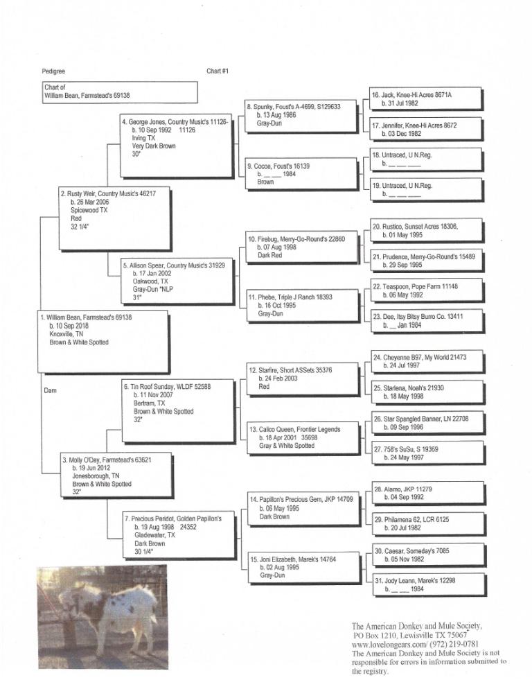 Beans' Pedigree