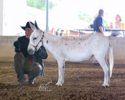 Farmstead's Hattie Hasseltine