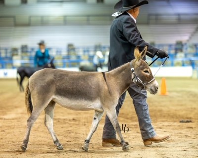 Farmstead's Ruby Iris (Future Brood Jennet)