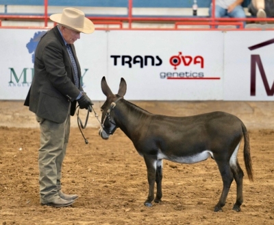 Farmstead's Cas Walker (Future Herd Sire)