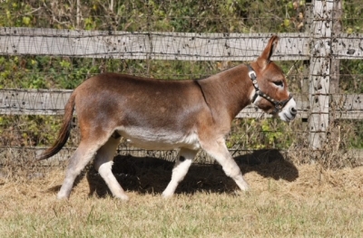 Farmstead's Cotton Top Mounts