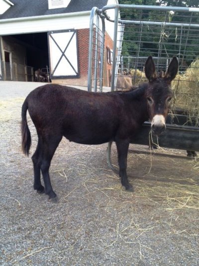 Farmstead's Nanny Wright