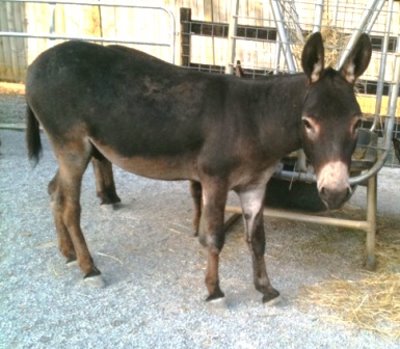 Farmstead's Rocky Top