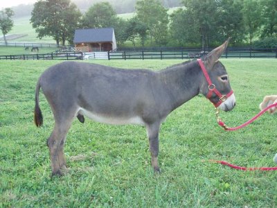 Farmstead's State of Franklin 