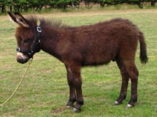 Barn with Donkey