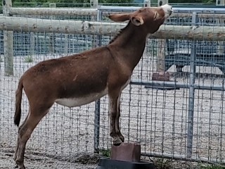 Barn with Donkey