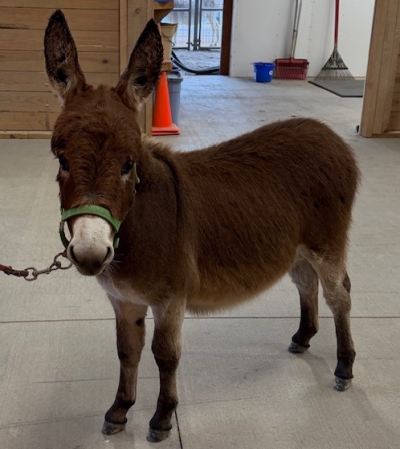 Farmstead's Homer Hickam