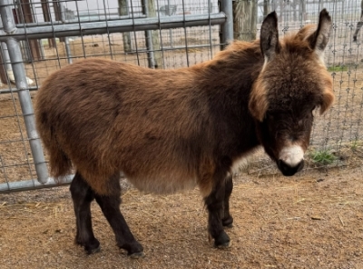 Farmstead's Piney Rose