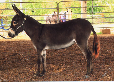 Farmstead's Lily May Ledford 2011 Jennet