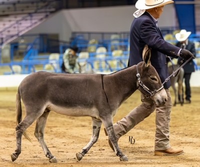Wit's End Tumbleweed 2001 Gray Gelding